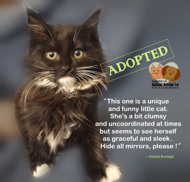 Kittens adopted out by Supporters of Animal Rescue 54 Mineral County Montana 